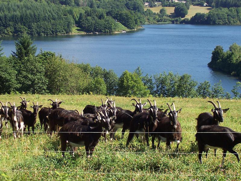 la ferme de cabrials (10).JPG